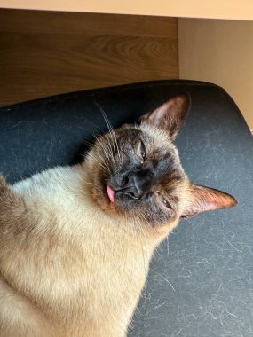 Siyam kedisi sandalyeye uzanmış, dili dışarı çıkmış, neşeli pozlarda. Evcil hayvan, ev hayvanı, ve hayvan arkadaşlığı mizahı, dinlenmeyi ve günlük eğlenceyi temsil eder.