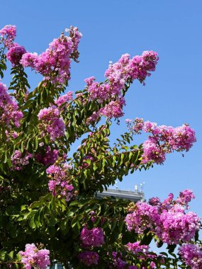 Bahçede çiçek açan, arka planda bina olan pembe bir ağaç. Doğa, mevsimsel güzellik ve şehir manzarası süs bitkilerini ve kültürel çevreyi temsil ediyor.