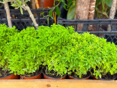 Dışarıdaki ahşap bir rafta saksılarda yetişen yeşil fesleğen bitkileri. Taze otlar, aşçılık baharatları ve doğal büyümeyi temsil eden organik tarım.