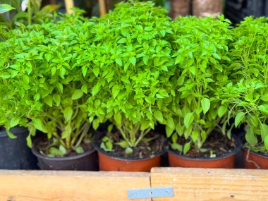 Dışarıdaki ahşap bir rafta saksılarda yetişen yeşil fesleğen bitkileri. Taze otlar, aşçılık baharatları ve doğal büyümeyi temsil eden organik tarım.