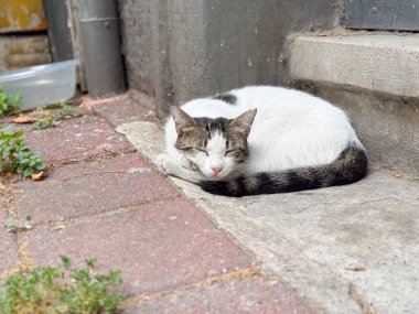 Sokak kedisi kaldırımda uyuyor. Şehir ortamında dinlenme, adaptasyon ve hayatta kalma..