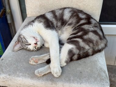 Sandalye yastığına kıvrılmış uyuyan kedi. Rahatlık, dinlenme, hayvan davranışları ve refakatin ifadesi olarak huzurlu bir rahatlama ve günlük şehir hayatı.