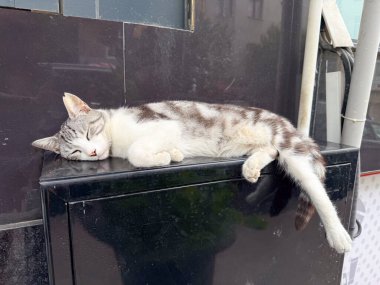 Sokak kedisi kaldırımda uyuyor. Şehir ortamında dinlenme, adaptasyon ve hayatta kalma..