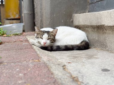 Sokak kedisi kaldırımda uyuyor. Şehir ortamında dinlenme, adaptasyon ve hayatta kalma..