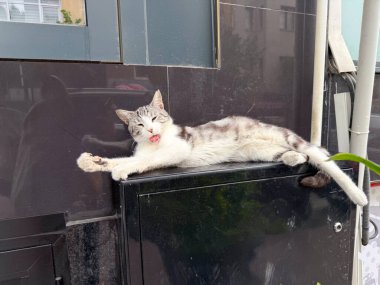 Sokak kedisi dışarıda esniyor ve esniyor. Şehir hayvanlarının rahatlığı, özgürlüğü ve günlük yaşamı