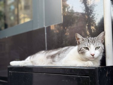 Siyah yüzeyde yatan gri çizgili kedi. Kentsel yaşam tarzı, kedi varlığı ve hayvan davranışları şehir ortamında rahatlık, sakin gözlem ve arkadaşlık ifade ediyor.
