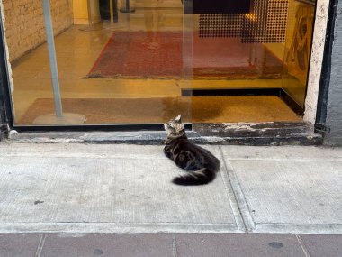 Cam kapının yanında dinlenen kedinin yakın çekimi. Şehir yaşamındaki sakinlik, rahatlık ve şehir hayvanlarının cazibesi.