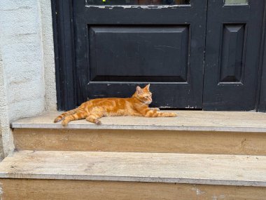Kızıl kedinin taş basamaklarda dinlendiği yakın plan. Şehir yaşamındaki sakinlik, rahatlık ve şehir hayvanlarının cazibesi.