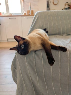 Kanepede uzanmış, mavi gözleri açık bir Siyam kedisi. Evde rahatlık, rahatlık ve evcil hayvan yaşam tarzı