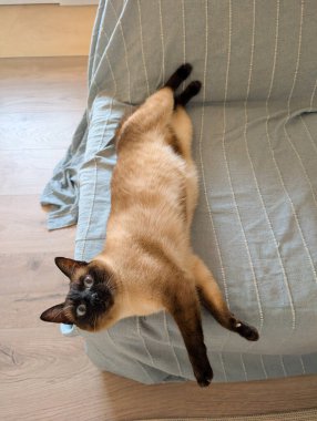 Kanepede uzanmış, mavi gözleri açık bir Siyam kedisi. Evde rahatlık, rahatlık ve evcil hayvan yaşam tarzı