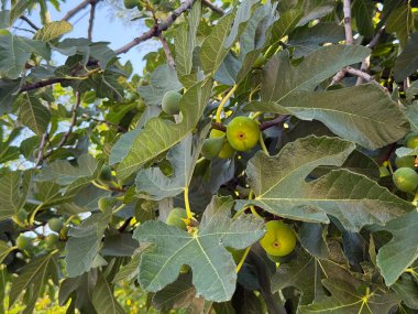 Yazın ağaçta taze incir yetişiyor. Tarım, sağlıklı gıda ve doğal beslenme
