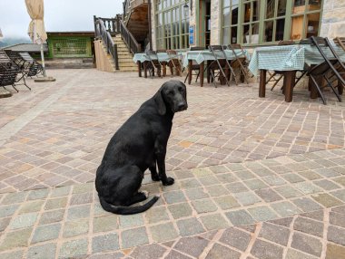 Siyah bir köpek kırsal bir kafede, masaların ve sandalyelerin yanında, desenli taş kaldırımda oturuyor. Sadakat, arkadaşlık ve kırsal konukseverlik.