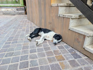 Siyah ve beyaz köpek merdivenlerin altındaki taş kaldırımda uyuyor. Açık havada dinlenen evcil hayvan.