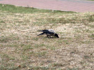 Çimenli park yüzeyinde karga yiyeceği gagalıyor. Vahşi yaşam adaptasyonu, yiyecek arama davranışı ve ekolojik gözlem ve doğal varlıkla kuş yaşamını sürdürme