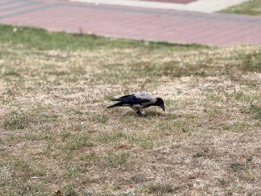 Çimenli park yüzeyinde karga yiyeceği gagalıyor. Vahşi yaşam adaptasyonu, yiyecek arama davranışı ve ekolojik gözlem ve doğal varlıkla kuş yaşamını sürdürme
