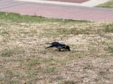 Çimenli park yüzeyinde karga yiyeceği gagalıyor. Vahşi yaşam adaptasyonu, yiyecek arama davranışı ve ekolojik gözlem ve doğal varlıkla kuş yaşamını sürdürme