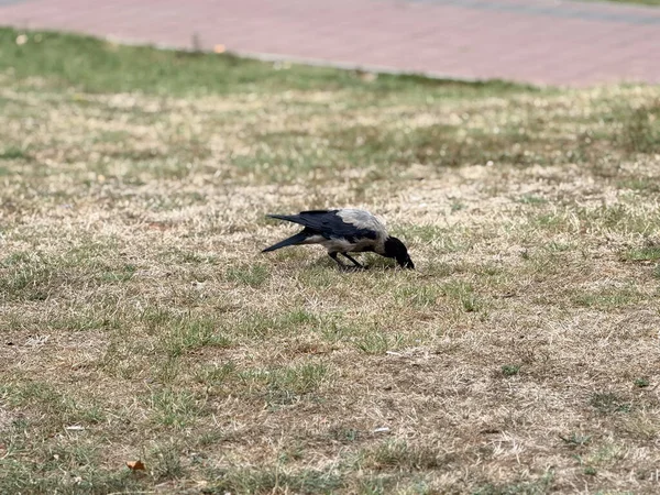 Çimenli park yüzeyinde karga yiyeceği gagalıyor. Vahşi yaşam adaptasyonu, yiyecek arama davranışı ve ekolojik gözlem ve doğal varlıkla kuş yaşamını sürdürme