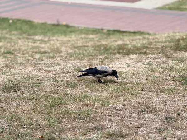 Çimenli park yüzeyinde karga yiyeceği gagalıyor. Vahşi yaşam adaptasyonu, yiyecek arama davranışı ve ekolojik gözlem ve doğal varlıkla kuş yaşamını sürdürme