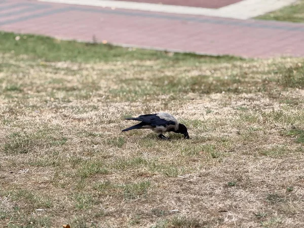 Çimenli park yüzeyinde karga yiyeceği gagalıyor. Vahşi yaşam adaptasyonu, yiyecek arama davranışı ve ekolojik gözlem ve doğal varlıkla kuş yaşamını sürdürme