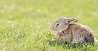 Komik küçük gri tavşan yeşil otların arasında oturur ve yiyor