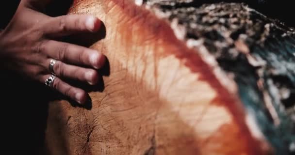 Gros plan d'une main touchant un arbre abattu dans la forêt. Bûcheron dans les bois — Video