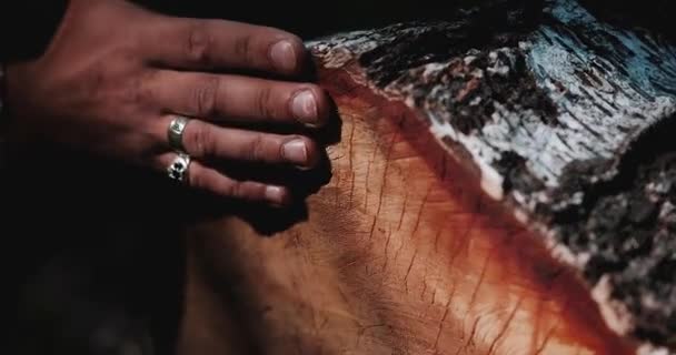 Gros plan d'une main touchant un arbre abattu dans la forêt. Bûcheron dans les bois 