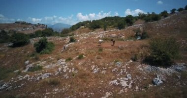 Vahşi atlar Abruzzo, İtalya dağlarda otlatmak. Hava dron görüntüleri video