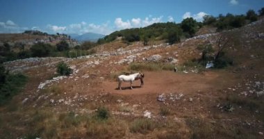 Vahşi atlar Abruzzo, İtalya dağlarda otlatmak. Hava dron görüntüleri video