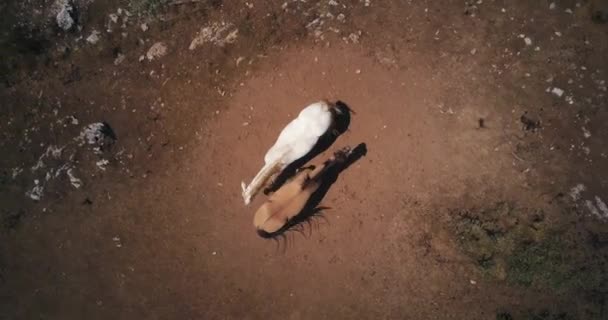 Des chevaux sauvages paissent dans les montagnes des Abruzzes, en Italie. Vidéo de drone aérien — Video