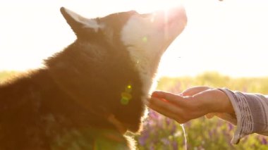 Köpek sahibinin elinden içme suyu. Su ince bir dere içine belgili tanımlık palmiye dökülür. Ağır çekim