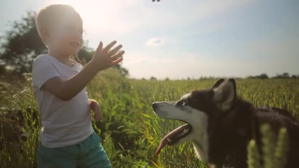 Młody przystojny chłopak głaskanie, grając, chodzenie z puppy psem na polu pszenicy zielony o zachodzie słońca. Karmi swojego psa. Zwolnionym tempie — Wideo stockowe