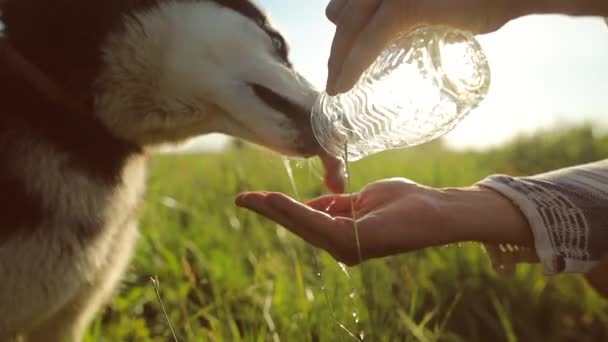 Perro bebiendo agua de las manos del dueño. El agua se vierte en una corriente fina en la palma. Movimiento lento — Vídeos de Stock