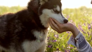 Köpek sahibinin elinden yemek yiyor. Su ince bir dere içine belgili tanımlık palmiye dökülür. Ağır çekim