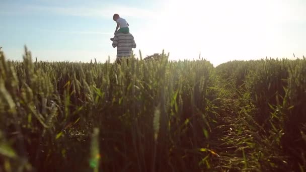 Vater trägt seinen Sohn auf den Schultern. Ein Spaziergang auf dem Weizenfeld bei Sonnenuntergang. Familienkonzept zum Vatertag — Stockvideo