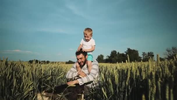 Baba ve oğul buğday sahada bir köpekle oynamayı. Babalar günü Aile kavramı — Stok video