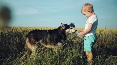 Siberian dış yapraklar bir buğday sahada oynayan küçük bir çocuk. Köpek sahibinin elinden içme suyu. Su ince bir dere içine belgili tanımlık palmiye dökülür. Ağır çekim