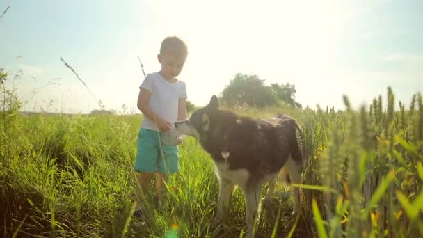 Un niño pequeño con Husky siberiano jugando en un campo de trigo. Perro bebiendo agua de las manos del dueño. El agua se vierte en una corriente fina en la palma. Movimiento lento — Vídeos de Stock