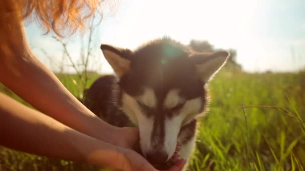 Dog eats food from the hands of the owner. Water is poured in a thin stream into the palm. Slow motion — Stock Video