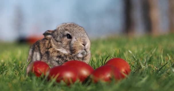 Grappige kleine grijs konijn zit in het groene gras onder rode paaseieren — Stockvideo