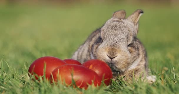 Смішний маленький сірий кролик сидить у зеленій траві серед червоних великодніх яєць — стокове відео
