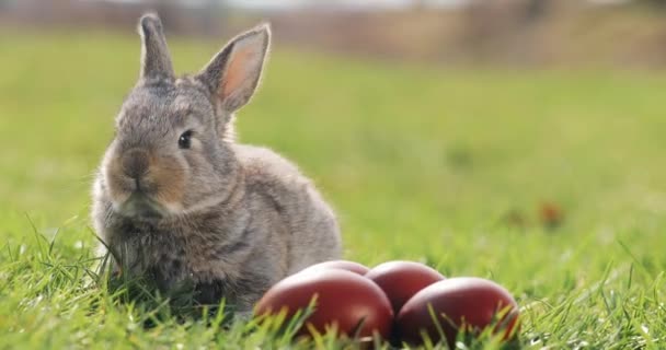 Lustiges kleines graues Kaninchen sitzt im grünen Gras zwischen roten Ostereiern — Stockvideo