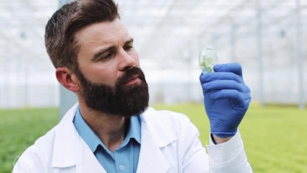 Pesquisador leva uma sonda de planta verde e coloca-o em uma placa de Petri. Engenheiro agrícola trabalhando em estufa — Vídeo de Stock