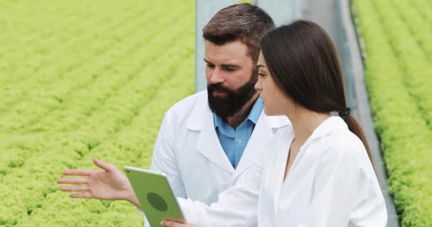 Méthode hydroponique de culture de la salade en serre. Deux assistants de laboratoire examinent la culture de plantes verdoyantes. Industrie agricole — Video