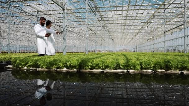 Método hidropónico de cultivo de ensalada en invernadero. Dos asistentes de laboratorio examinan el cultivo de plantas verdes. Industria agrícola — Vídeo de stock