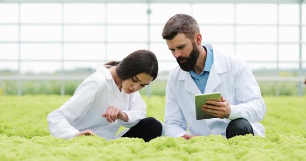 在温室中种植沙拉的水培方法。两个实验室助手与平板电脑检查植物的状态, 并分析生长潜力。农业产业 — 图库视频影像