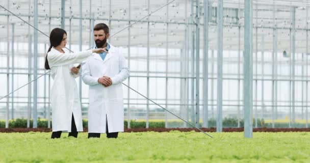 Dos técnicos de laboratorio haciendo investigación de pie en invernadero de agro celebración tableta. Examinan el estado de las plantas y analizan el potencial creciente — Vídeos de Stock