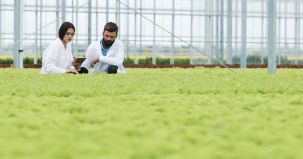 Hydroponics method of growing salad in greenhouse. Two lab assistants with tablet examine state of plants and analyze growing potential. Agricultural industry — Stock Video