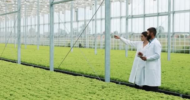 Dos técnicos de laboratorio haciendo investigación de pie en invernadero de agro celebración tableta. Examinan el estado de las plantas y analizan el potencial creciente — Vídeos de Stock