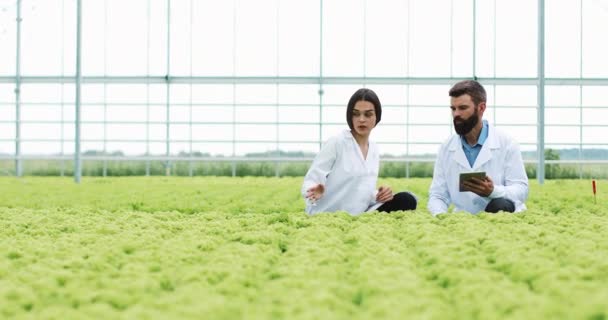 在温室中种植沙拉的水培方法。两个实验室助手与平板电脑检查植物的状态, 并分析生长潜力。农业产业 — 图库视频影像