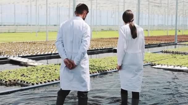 Hombre y mujer en batas de laboratorio trabajan con plantas verdes en un invernadero — Vídeos de Stock